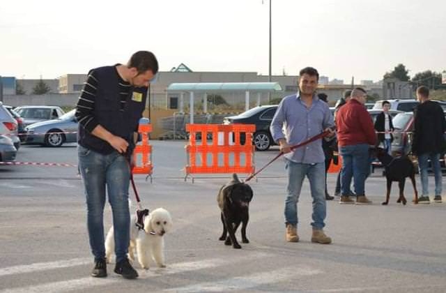 Totino Addestramento E Pensione Per Cani